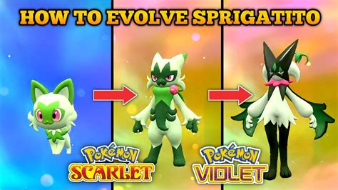 what does sprigatito evolve into|How To Evolve Sprigatito into Floragato and Meowscarada In。